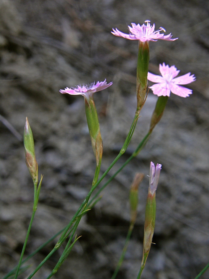 Изображение особи Dianthus humilis.