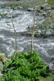 genus Heracleum