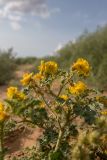 Solanum cornutum. Верхушка цветущего растения. Калмыкия, Черноземельный р-н, окр. пос. Адык, закреплённый бархан. 16.07.2023.