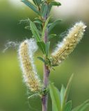 Salix elbursensis. Часть побега с соплодиями. Краснодарский край, Крымский р-н, окр. станицы Неберджаевская, берег р. Неберджай, песчано-галечный пляж. 20.04.2024.