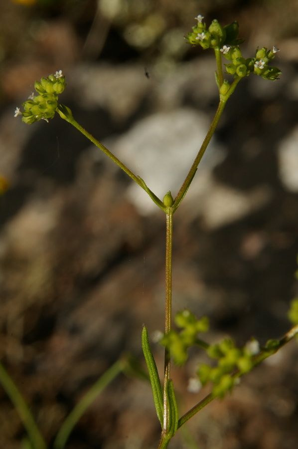 Image of Valerianella rimosa specimen.
