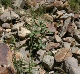 семейство Poaceae. Плодоносящие растения. Таджикистан, Памир, р. Богушдара, окр. кишлака Боло. 05.08.2011.