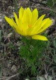 Adonis vernalis