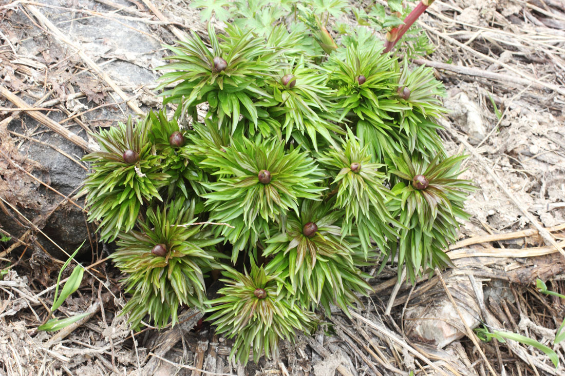Изображение особи Paeonia hybrida.