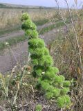 Echium vulgare. Аномальное соцветие (возможно, вирусное заболевание). Саратовская обл., Саратовский р-н, обочина грунтовой дороги. 14 июля 2012 г.