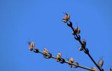 Cercidiphyllum japonicum