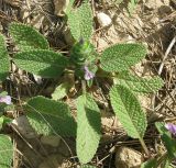 Salvia viridis. Цветущее растение. Израиль, Северный Негев, лес Лаав. 25.02.2013.