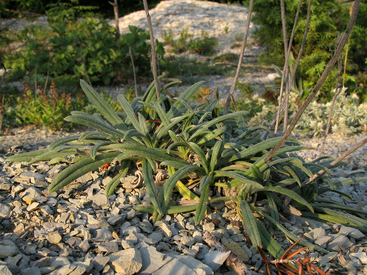 Изображение особи Onosma taurica.