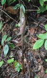 genus Amorphophallus. Генеративный побег с отцветшим соцветием. Таиланд, национальный парк Си Пханг-нга. 20.06.2013.