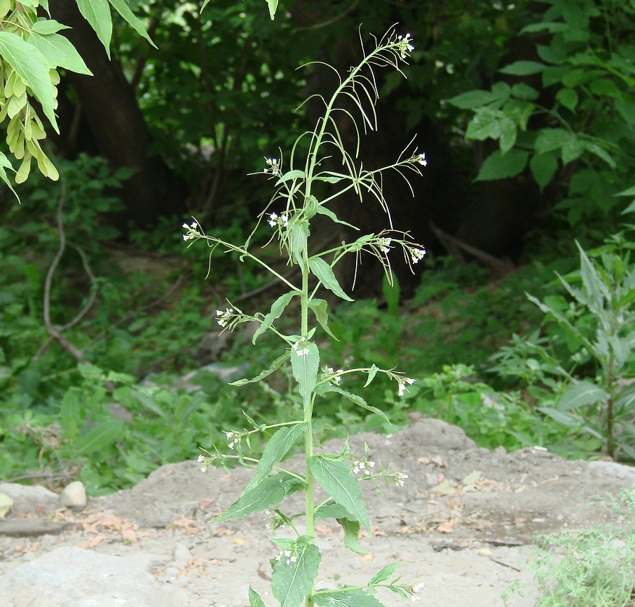 Изображение особи Arabis pendula.