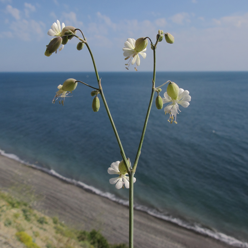 Image of Oberna crispata specimen.