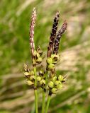 Carex vanheurckii. Отцветшие мужские соцветия (вверху) и соплодия. Хабаровский край, Ванинский р-н, окр. пос. Высокогорный, сухой каменистый склон. 17.05.2014.