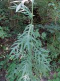 Lactuca quercina. Часть побега с листьями. Краснодарский край, окр. г. Новороссийска, гора Колдун, грабово-дубовый лес. 05.07.2014.