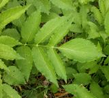 Sambucus ebulus