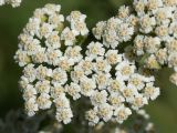 Achillea nobilis