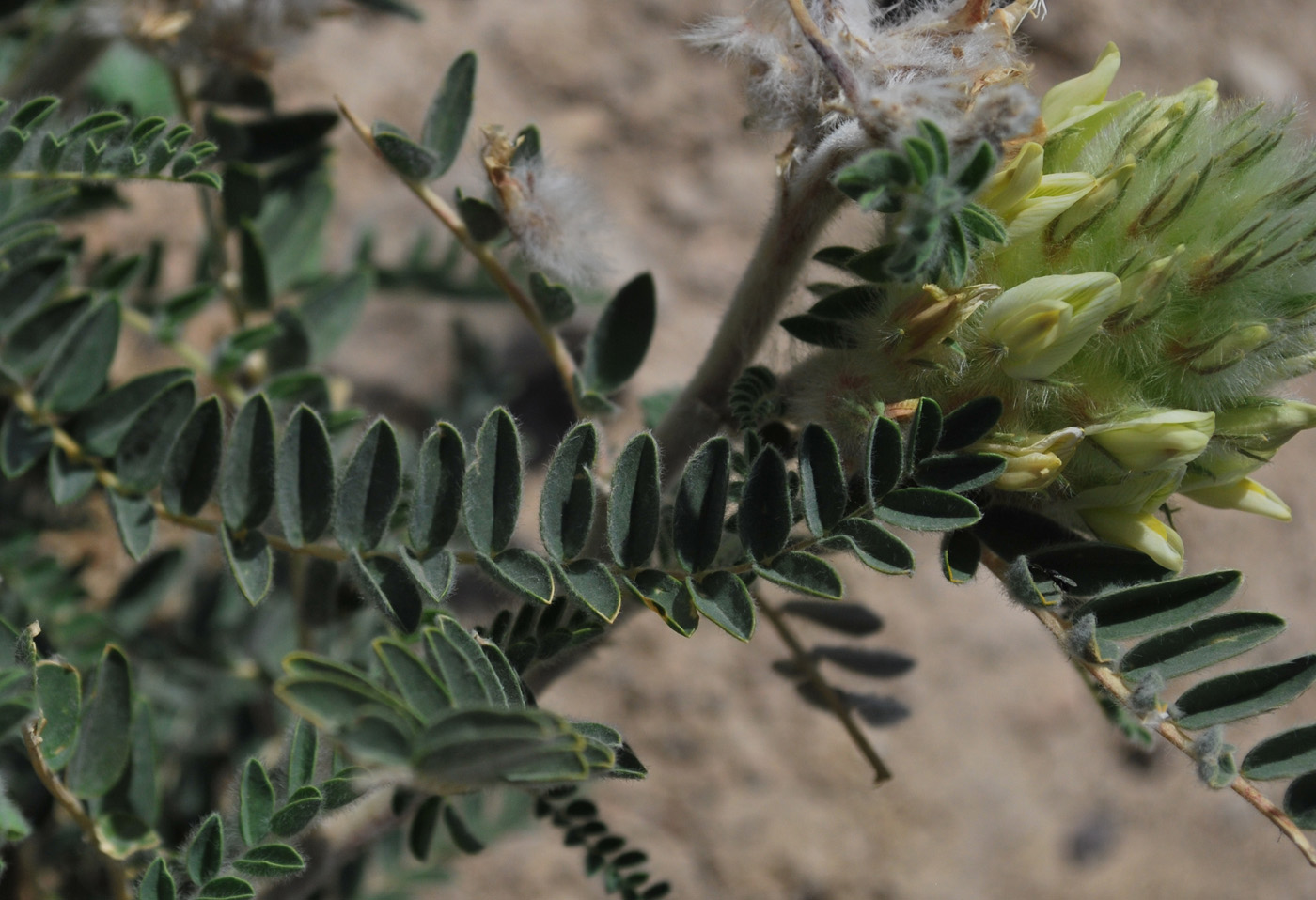 Изображение особи Astragalus alopecias.