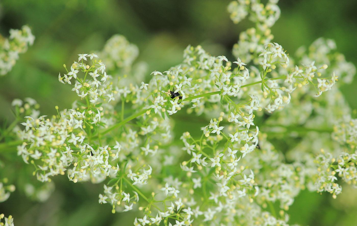 Изображение особи Galium mollugo.