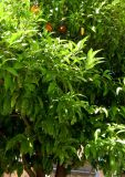 Citrus reticulata. Крона плодоносящего дерева. Франция, Прованс, Борм-ле-Мимоза, в озеленении. 24.07.2014.