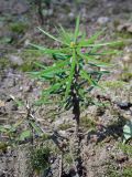 Abies holophylla