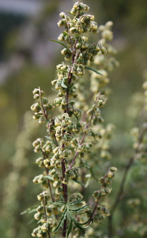 Изображение особи Artemisia gmelinii.