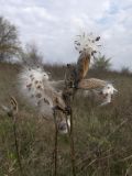 Asclepias syriaca