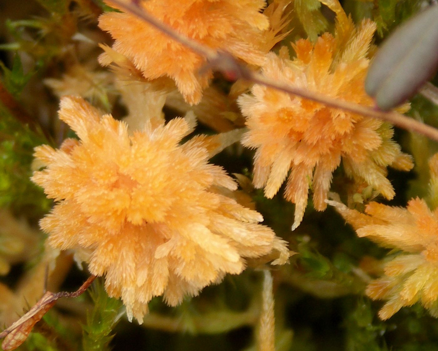 Изображение особи Sphagnum angustifolium.