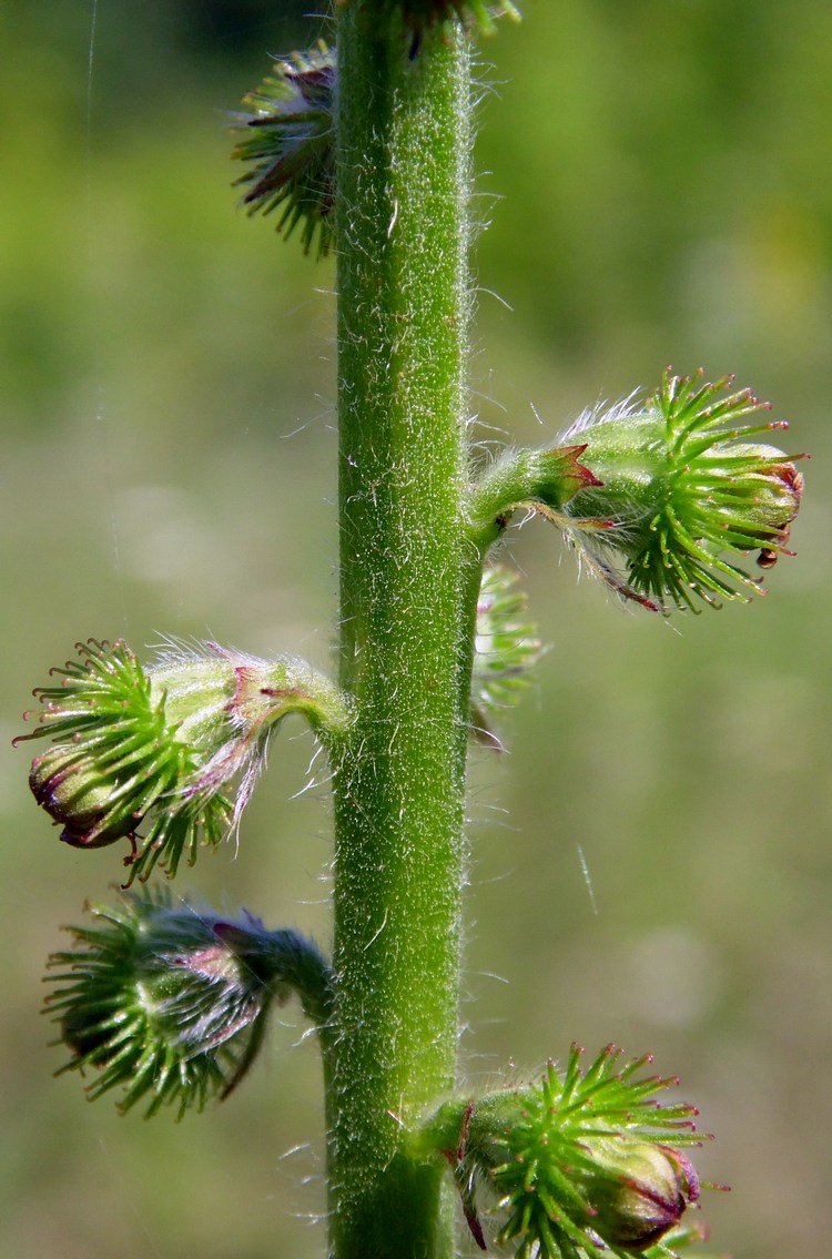 Image of Agrimonia eupatoria specimen.