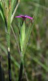 Dianthus armeria. Цветок. Республика Адыгея, Майкопский р-н, сырой луг возле пруда у хутора Дьяков. 25.06.2016.