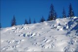 Pinus pumila. Кедровый стланик зимой под снегом (на фото паукообразные силуэты). Магаданская обл., Ягоднинский р-н, Бурхалинский перевал. 23.02.2009.