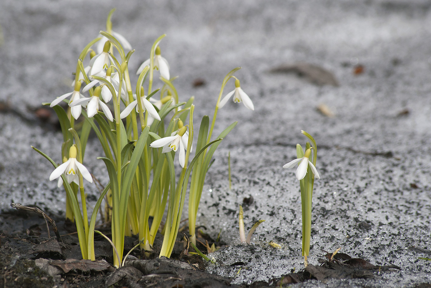 Изображение особи Galanthus nivalis.