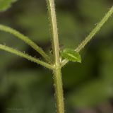 Lamium maculatum