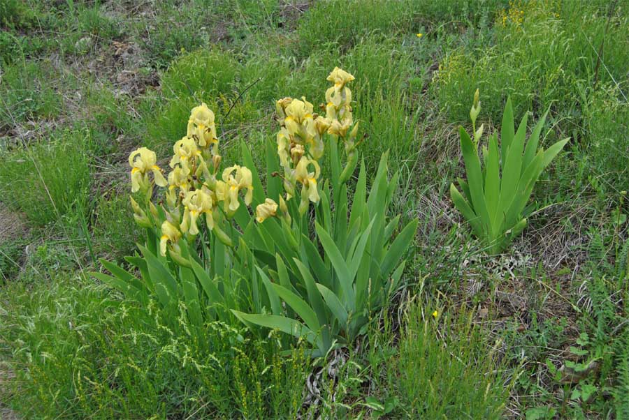 Изображение особи Iris imbricata.