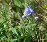 Veronica prostrata. Верхушка побега с соцветием. Иркутская обл., Черемховский р-н, окр. с. Узкий Луг, высокий берег р. Белая, остепнённый луг. 08.09.2016.