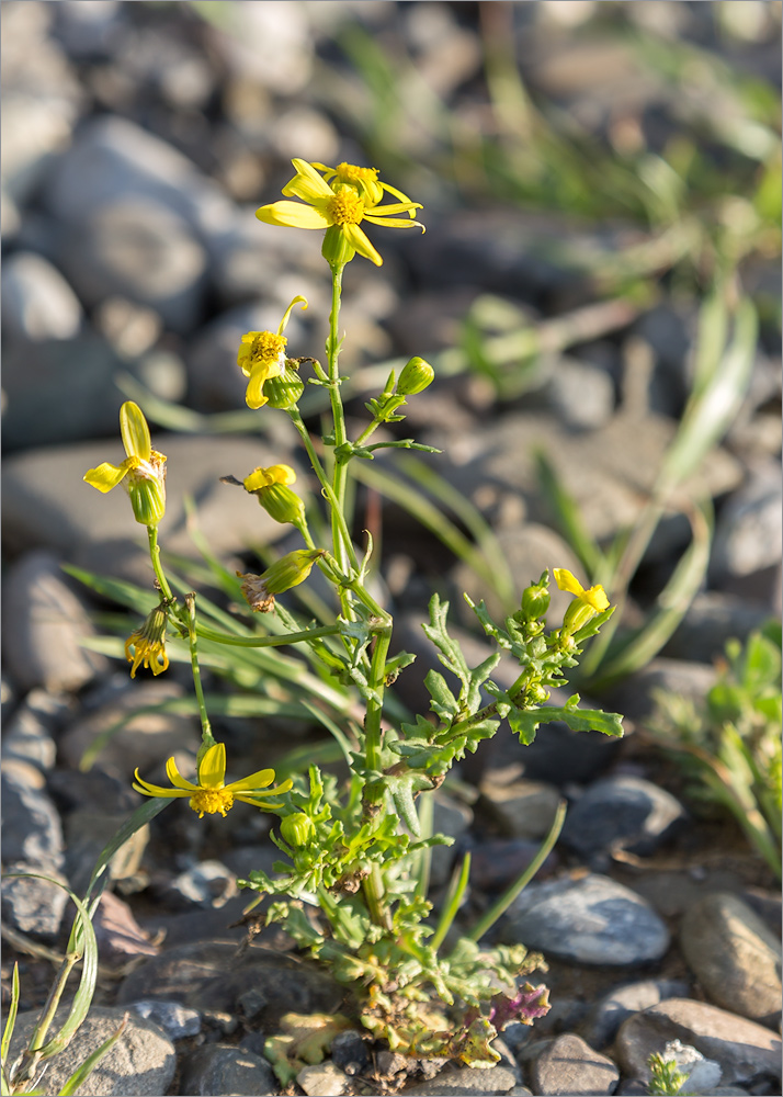 Image of Senecio vernalis specimen.