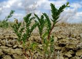 Astragalus reticulatus. Растение с соцветиями и плодами в высохшей эфемеровой глинистой пустыне. Казахстан, Актюбинская обл., Байганинский р-н, 105 км ВЮВ пос. Дияр, разв. Ушашка; плато Устюрт, чинк Донызтау, плоская подчинковая равнина. 18.06.2017.