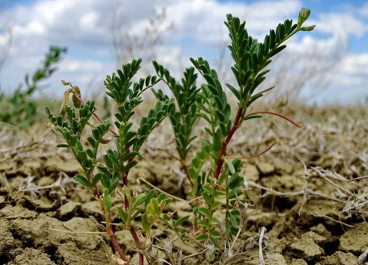 Изображение особи Astragalus reticulatus.