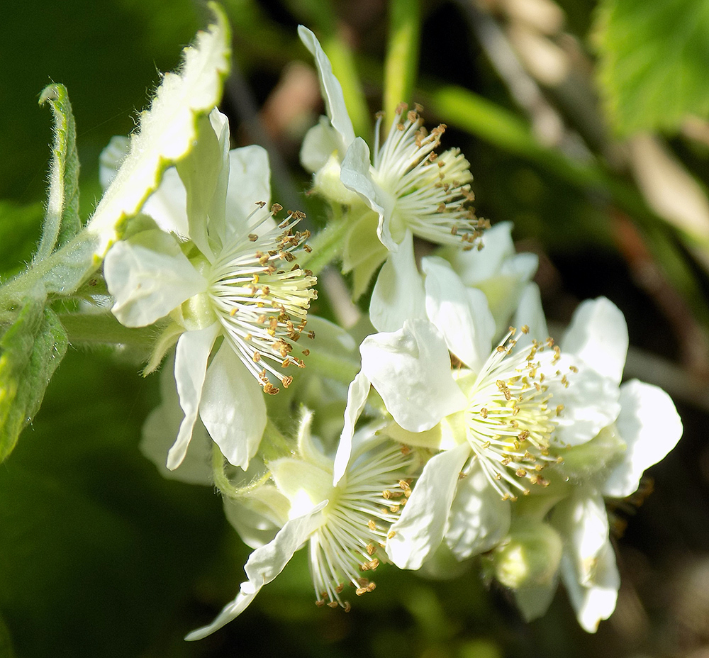 Изображение особи Rubus candicans.