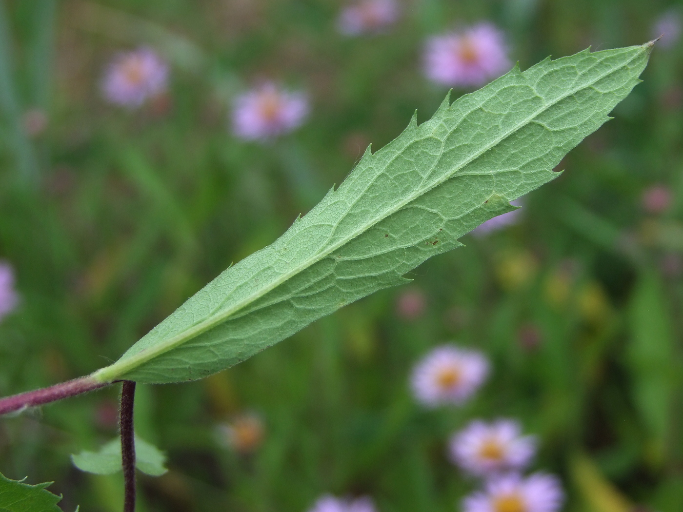 Изображение особи Aster sibiricus.