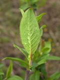 Salix hastata. Лист (видна абаксиальная поверхность). Магаданская обл., окр. г. Магадан, низовья р. Магаданка, ивняк. 20.06.2018.