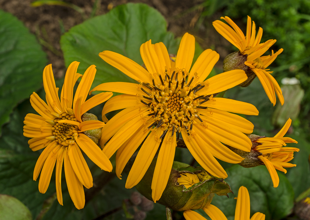 Изображение особи Ligularia dentata.