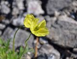 Papaver lapponicum. Цветок. Мурманская обл., Хибины, перевал Южный Рисчорр, ≈ 900 м н.у.м., каменистый склон. 08.08.2018.