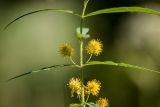 Naumburgia thyrsiflora