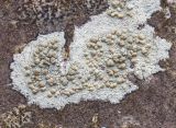 Lecanora symmicta. Слоевища с апотециями на стволе серой ольхи. Московская обл., Одинцовский р-н, Звенигородская биостанция МГУ. 21.04.2019.