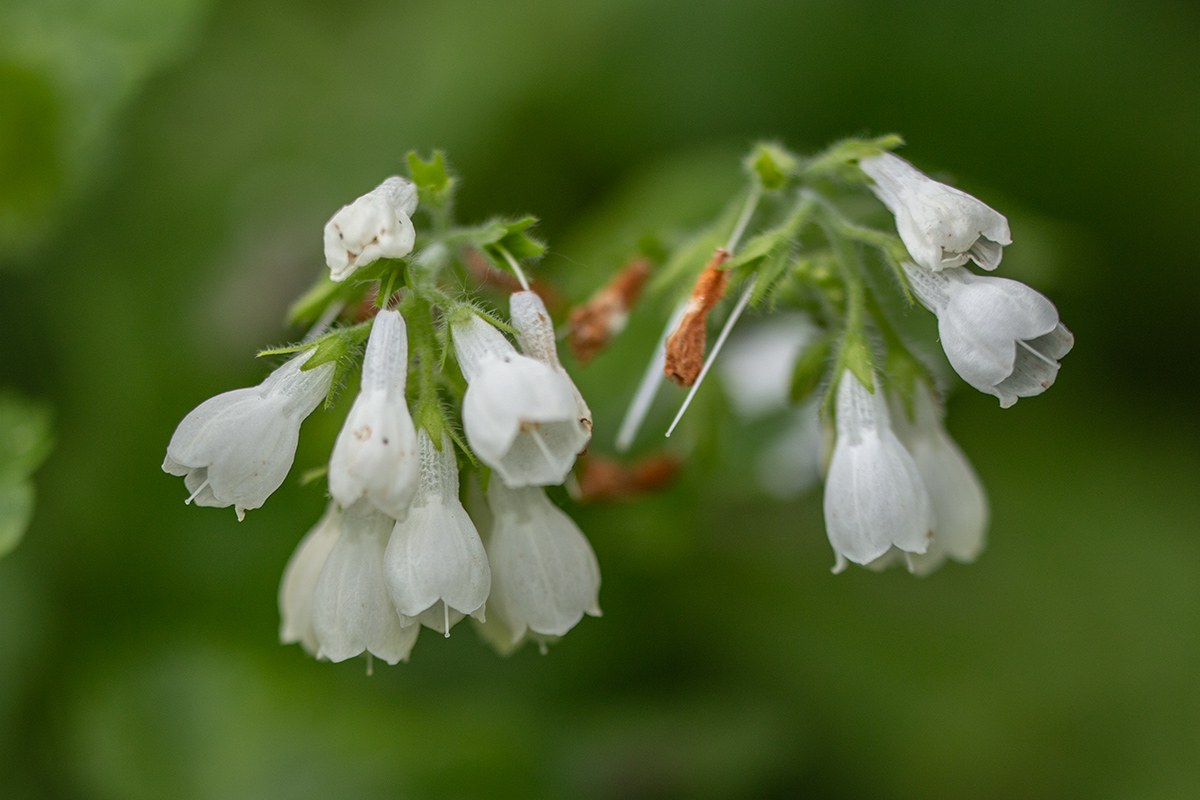 Изображение особи Symphytum tauricum.