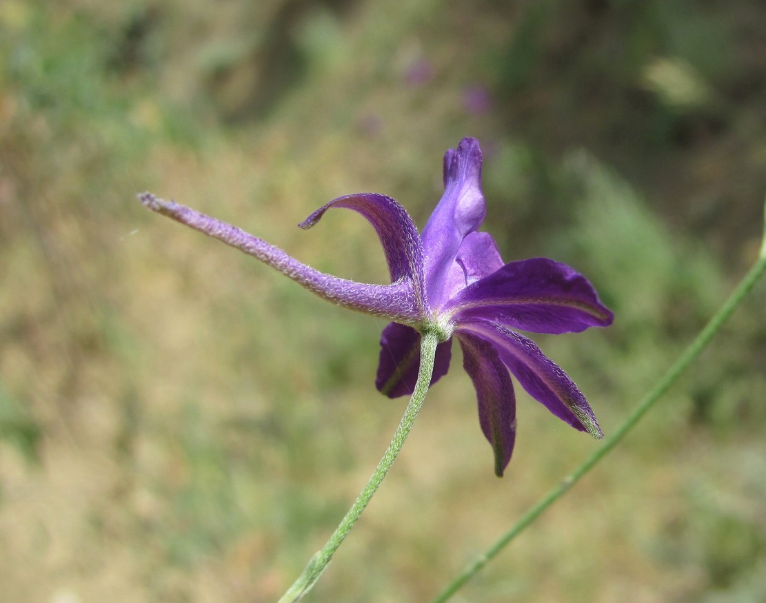 Изображение особи Delphinium divaricatum.