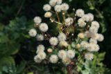 Erigeron acris