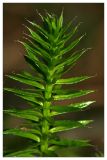 Lycopodium annotinum