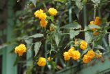 Kerria japonica разновидность pleniflora