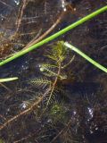 Myriophyllum verticillatum. Вегетирующий надводный побег. Магаданская обл., Ольский р-н, Клепкинская трасса, бассейн р. Танон, Танонская тундра, небольшое озеро. 21.08.2021.