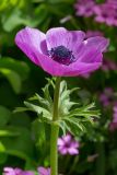 Anemone coronaria